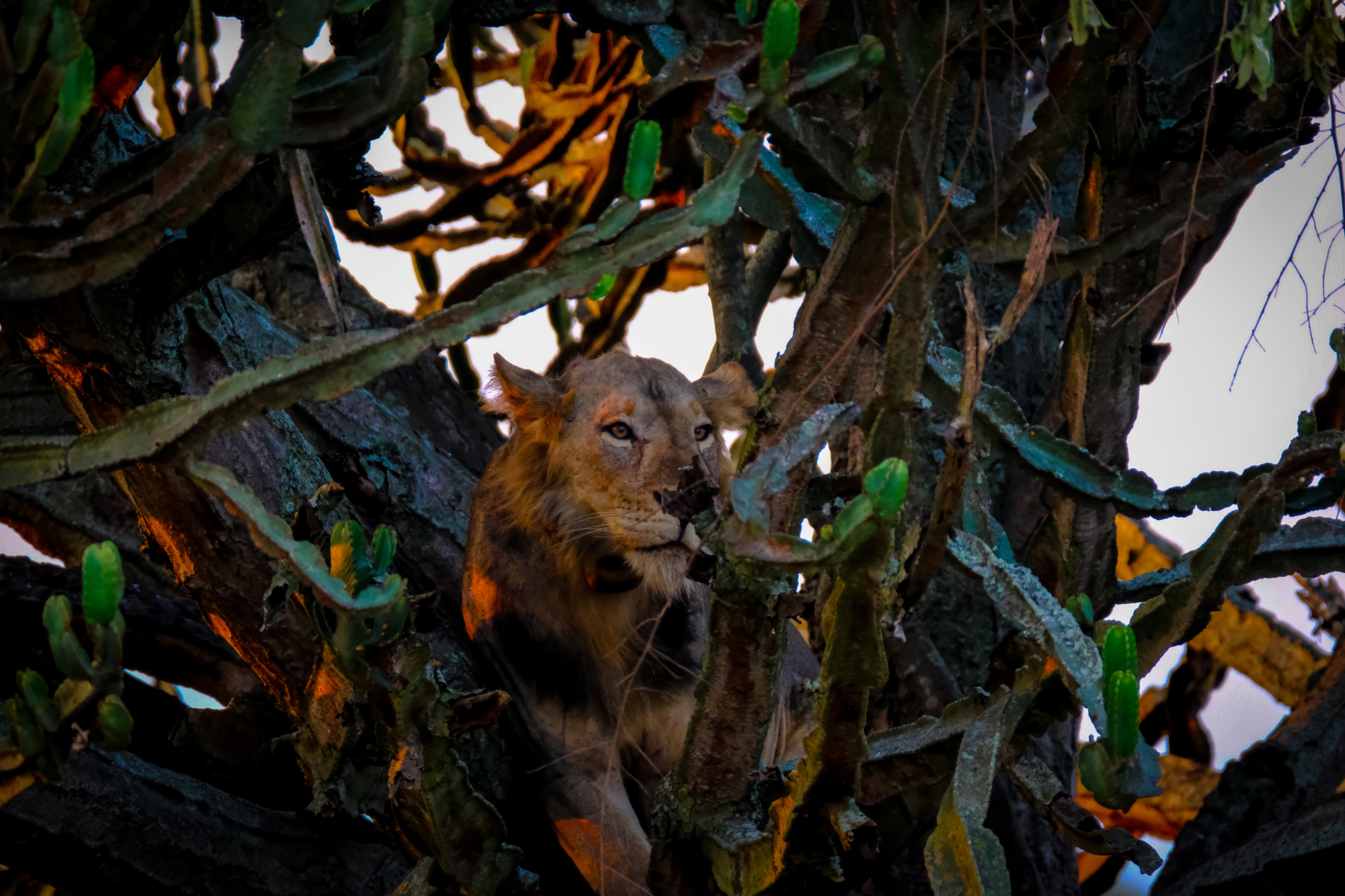 Fauna Silvestre